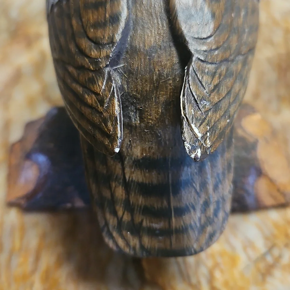 Saw Whet Owl on perch